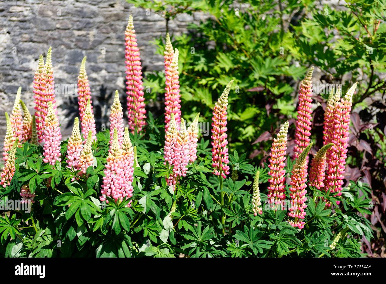Lupini nel parco a Muckross House, Provincia di Munster, Parco Nazionale di Killarney, Killarney, Contea di Kerry, Irlanda Foto Stock