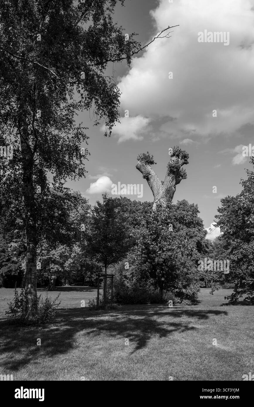 Una fotografia in bianco e nero di un albero unico con un tronco a forma di Y circondato da una vegetazione lussureggiante in un parco di Braunschweig, Germania. Foto Stock