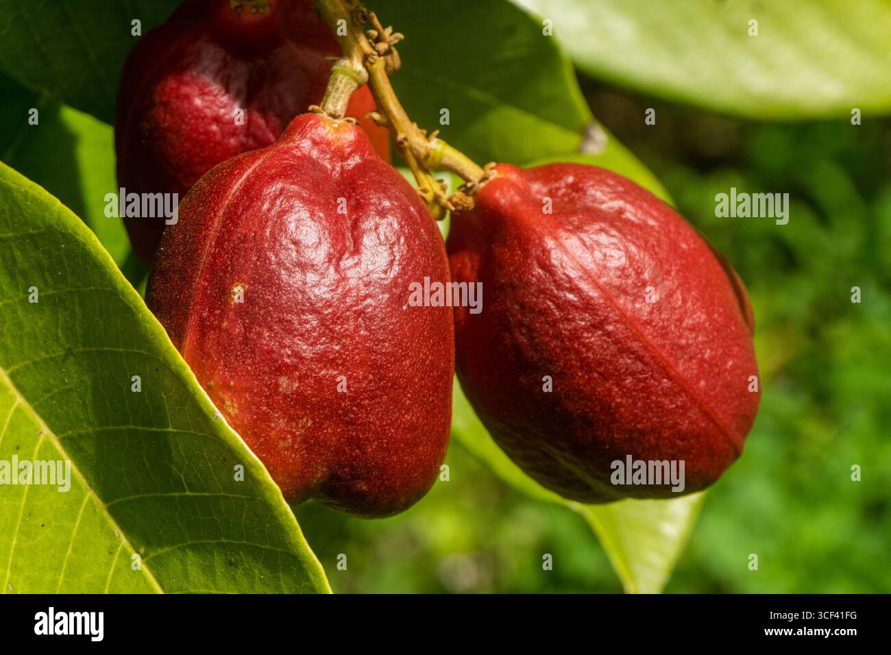 Ackee, il frutto nazionale della Giamaica Foto Stock