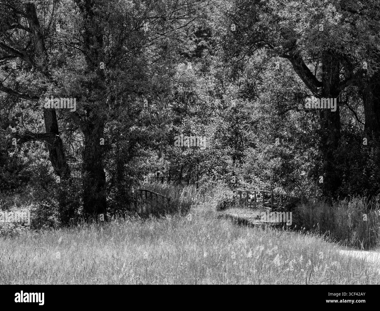 Sulla Laugna nel Parco naturale delle foreste occidentali di Augusta tra Welden ed Emersacker Foto Stock
