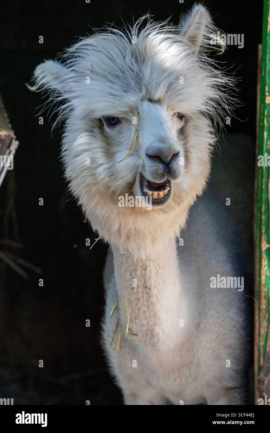 Un divertente alpaca bianco meritato nello zoo di Siofok, Balatun, Ungheria Foto Stock Un divertente alpaca bianco meritato nello zoo di Siofok, Balatun, Ungheria Foto Stock