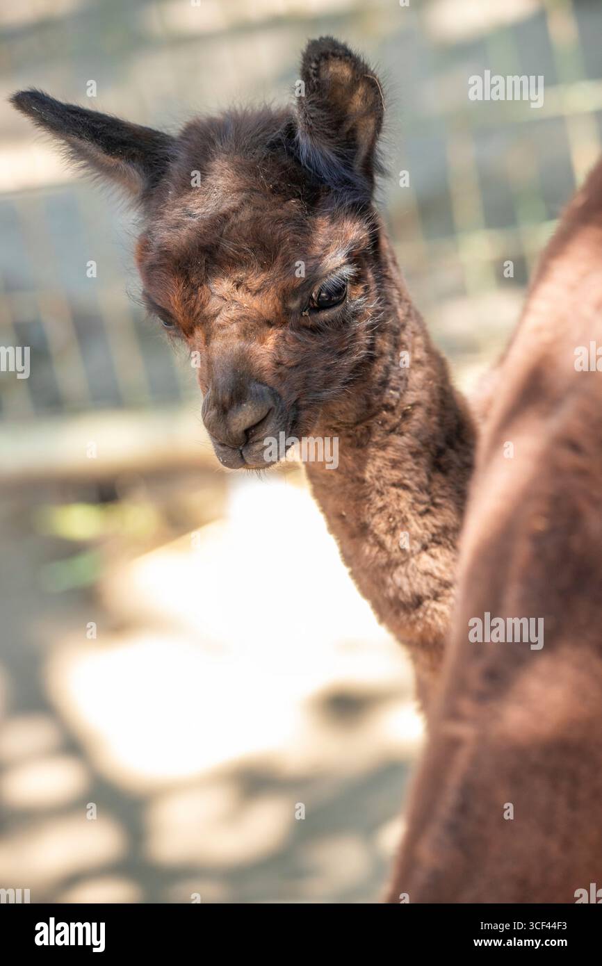 Un bambino di alpaca bruno con sua madre allo zoo di Siofok, lago Balaton, Ungheria Foto Stock Un bambino di alpaca bruno con sua madre allo zoo di Siofok, lago Balaton, Ungheria Foto Stock