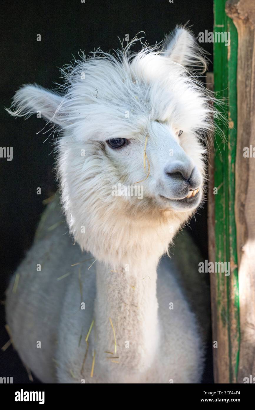 Un divertente alpaca bianco meritato nello zoo di Siofok, Balatun, Ungheria Foto Stock Un divertente alpaca bianco meritato nello zoo di Siofok, Balatun, Ungheria Foto Stock