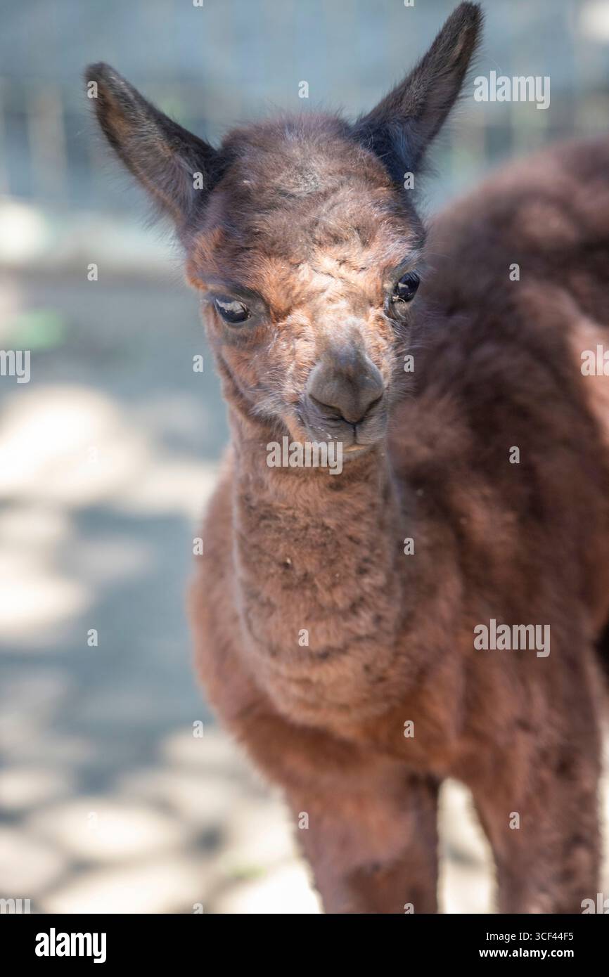 Un bambino di alpaca bruno con sua madre allo zoo di Siofok, lago Balaton, Ungheria Foto Stock Un bambino di alpaca bruno con sua madre allo zoo di Siofok, lago Balaton, Ungheria Foto Stock