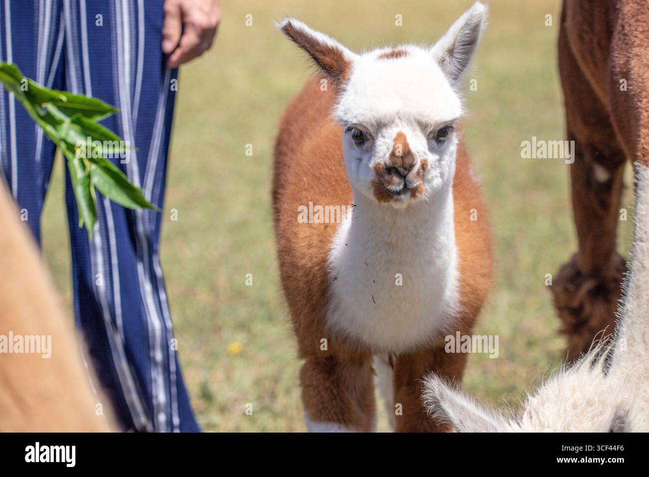 Un alpaca marrone e bianco su un prato nello zoo di Siofok, lago Balaton, Ungheria Foto Stock Un alpaca marrone e bianco su un prato nello zoo di Siofok, lago Balaton, Ungheria Foto Stock