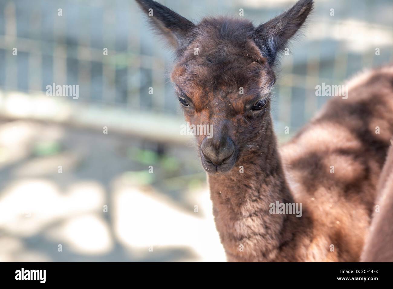 Un bambino di alpaca bruno con sua madre allo zoo di Siofok, lago Balaton, Ungheria Foto Stock Un bambino di alpaca bruno con sua madre allo zoo di Siofok, lago Balaton, Ungheria Foto Stock