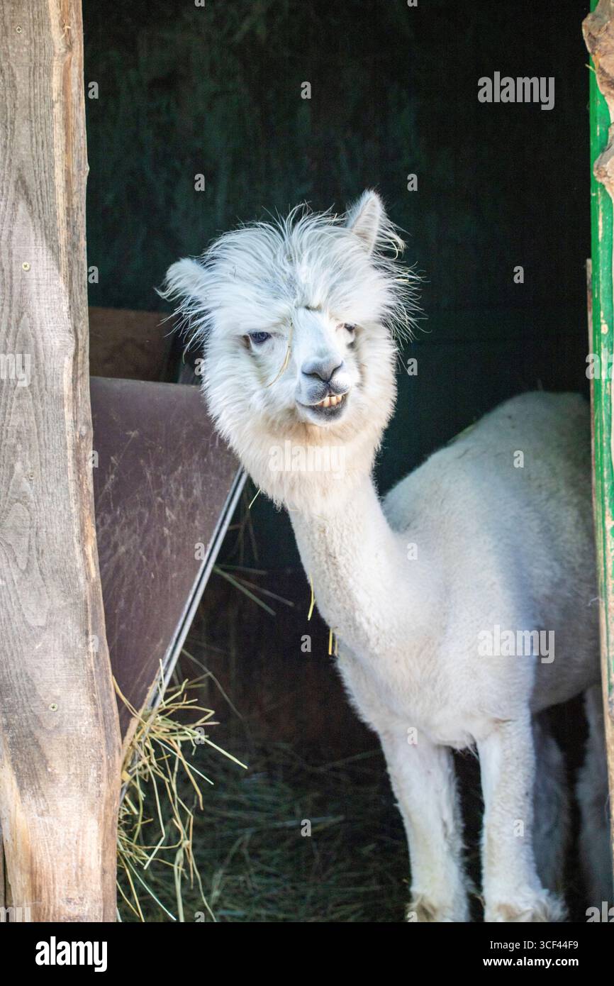 Un divertente alpaca bianco meritato nello zoo di Siofok, Balatun, Ungheria Foto Stock Un divertente alpaca bianco meritato nello zoo di Siofok, Balatun, Ungheria Foto Stock
