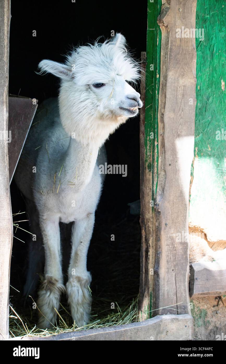 Un divertente alpaca bianco meritato nello zoo di Siofok, Balatun, Ungheria Foto Stock Un divertente alpaca bianco meritato nello zoo di Siofok, Balatun, Ungheria Foto Stock