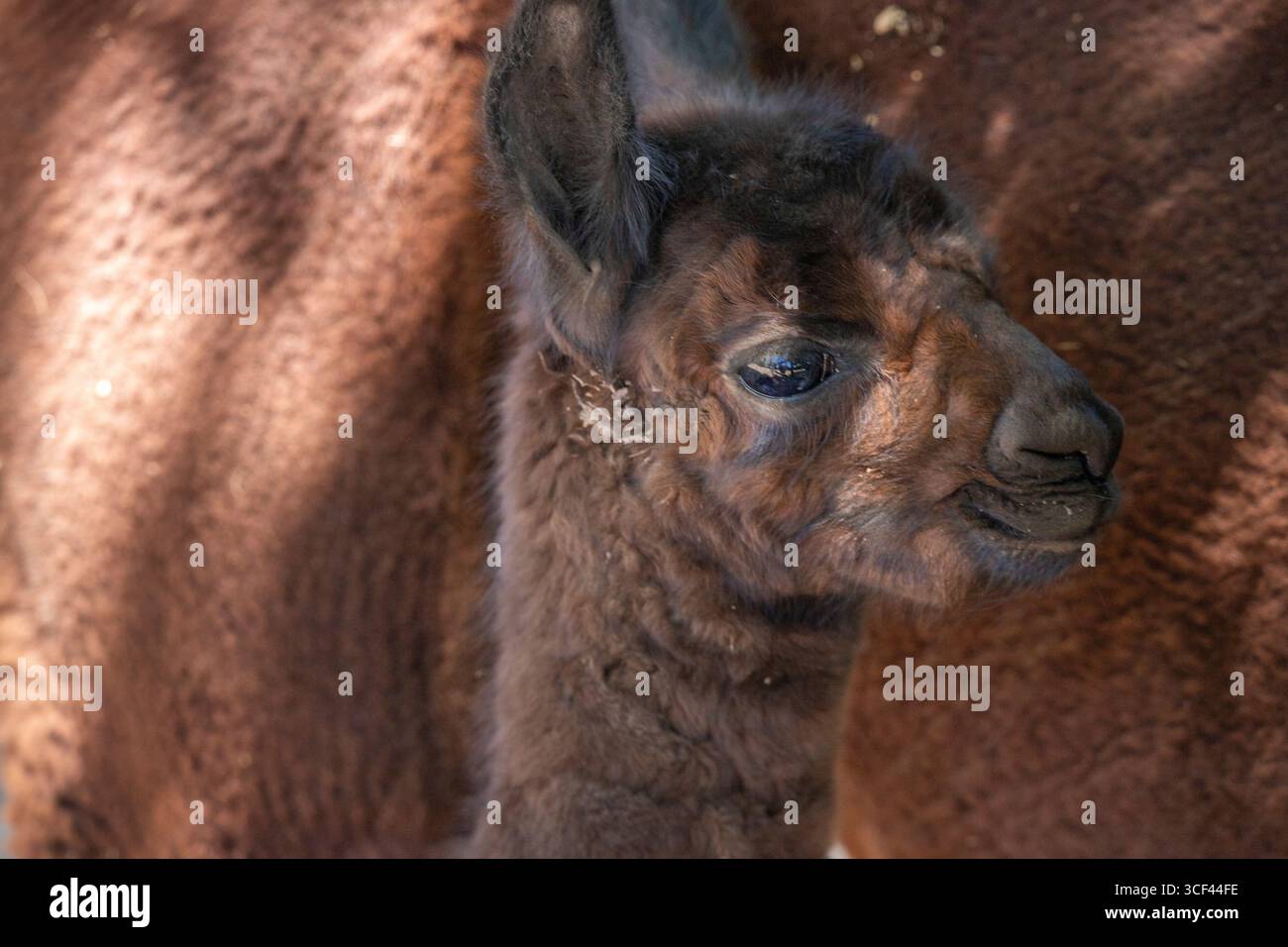 Un bambino di alpaca bruno con sua madre allo zoo di Siofok, lago Balaton, Ungheria Foto Stock Un bambino di alpaca bruno con sua madre allo zoo di Siofok, lago Balaton, Ungheria Foto Stock