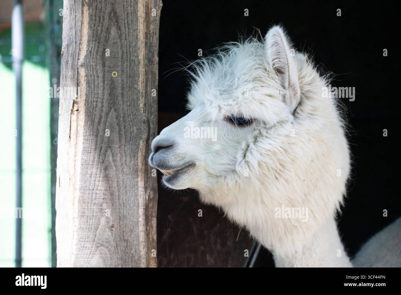 Un divertente alpaca bianco meritato nello zoo di Siofok, Balatun, Ungheria Foto Stock Un divertente alpaca bianco meritato nello zoo di Siofok, Balatun, Ungheria Foto Stock