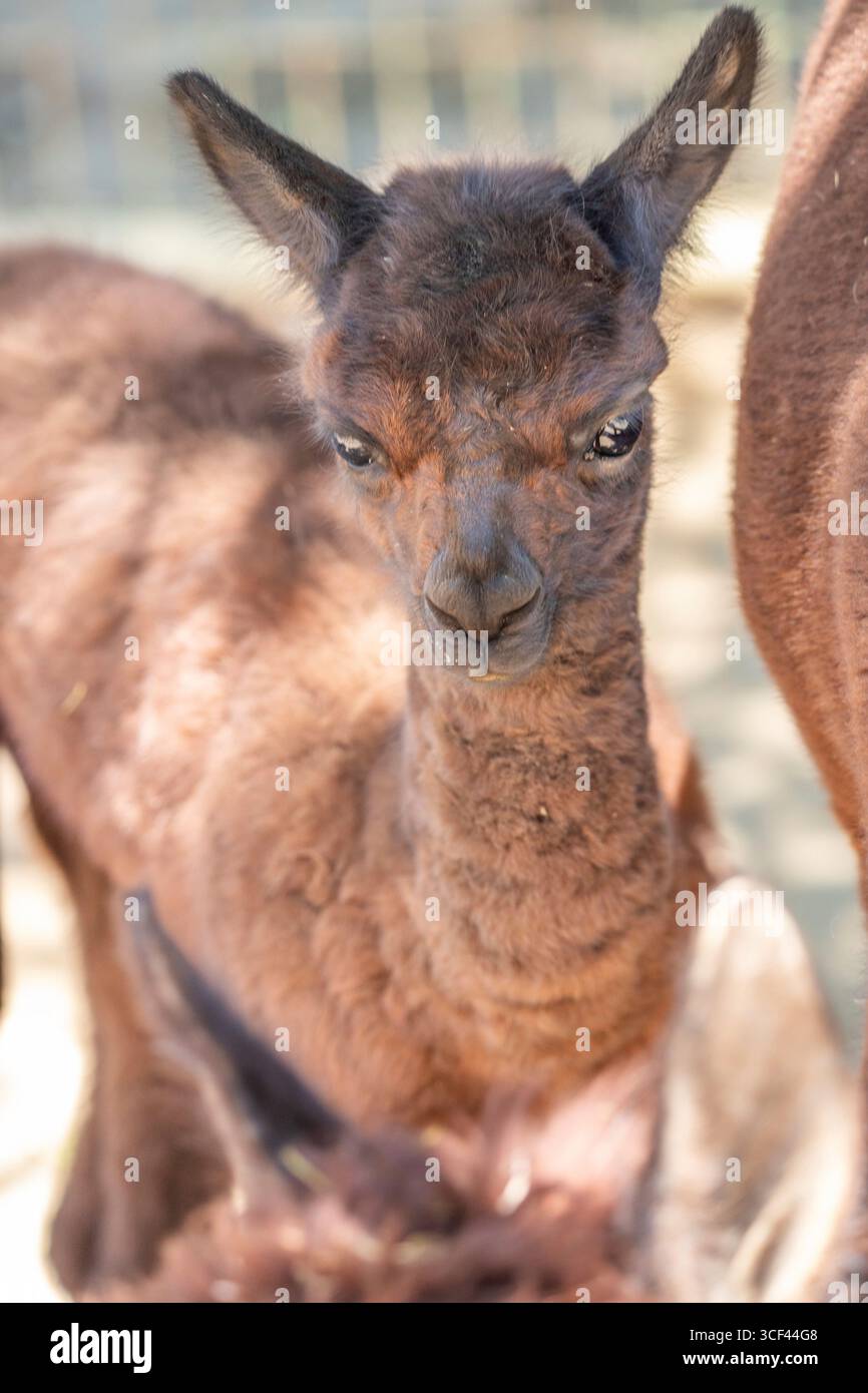 Un bambino di alpaca bruno con sua madre allo zoo di Siofok, lago Balaton, Ungheria Foto Stock Un bambino di alpaca bruno con sua madre allo zoo di Siofok, lago Balaton, Ungheria Foto Stock