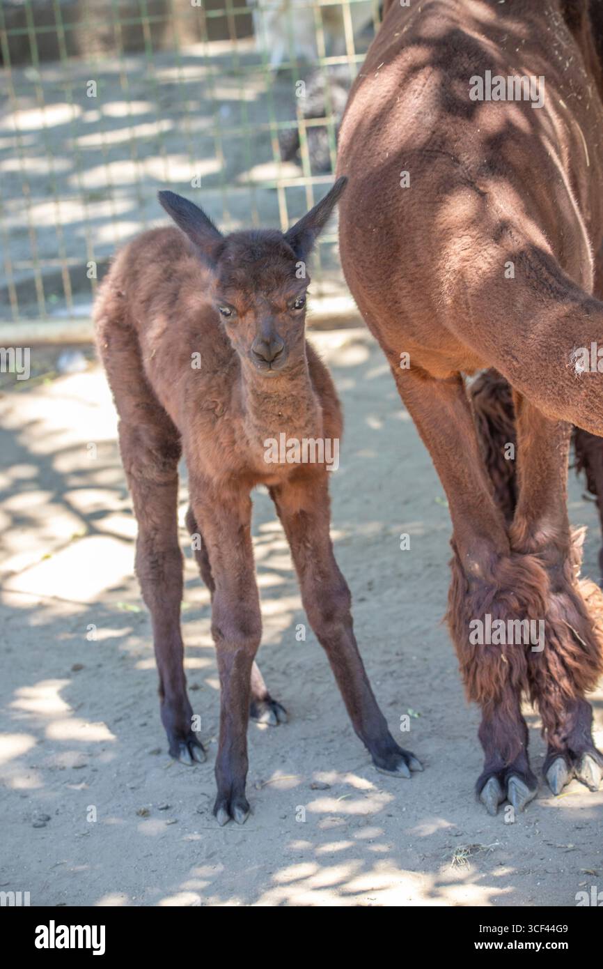 Un bambino di alpaca bruno con sua madre allo zoo di Siofok, lago Balaton, Ungheria Foto Stock Un bambino di alpaca bruno con sua madre allo zoo di Siofok, lago Balaton, Ungheria Foto Stock