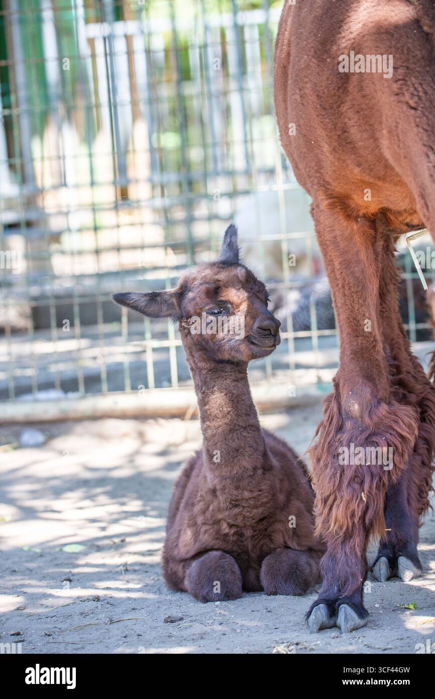 Un bambino di alpaca bruno con sua madre allo zoo di Siofok, lago Balaton, Ungheria Foto Stock Un bambino di alpaca bruno con sua madre allo zoo di Siofok, lago Balaton, Ungheria Foto Stock