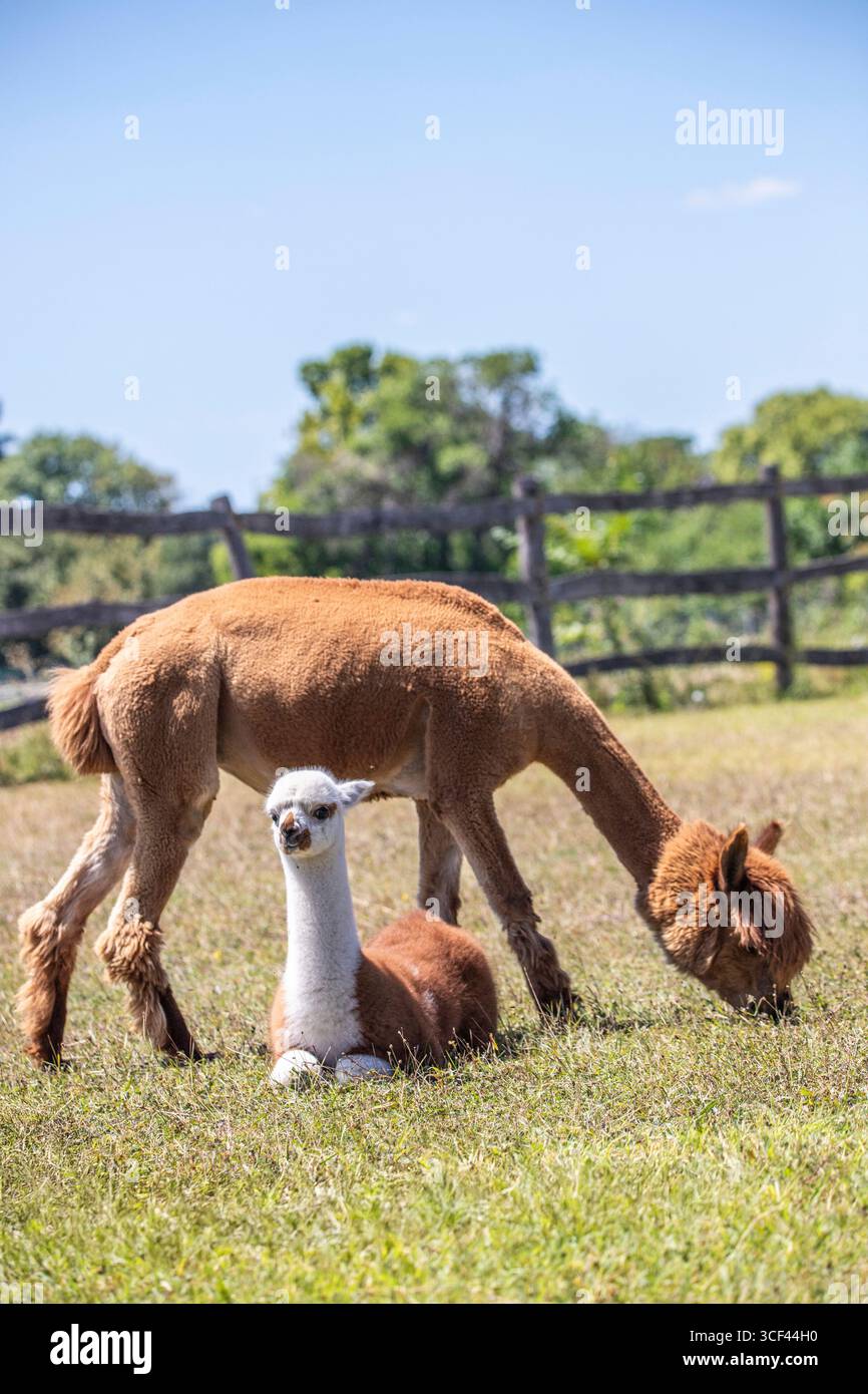Un alpaca marrone e bianco su un prato nello zoo di Siofok, lago Balaton, Ungheria Foto Stock Un alpaca marrone e bianco su un prato nello zoo di Siofok, lago Balaton, Ungheria Foto Stock