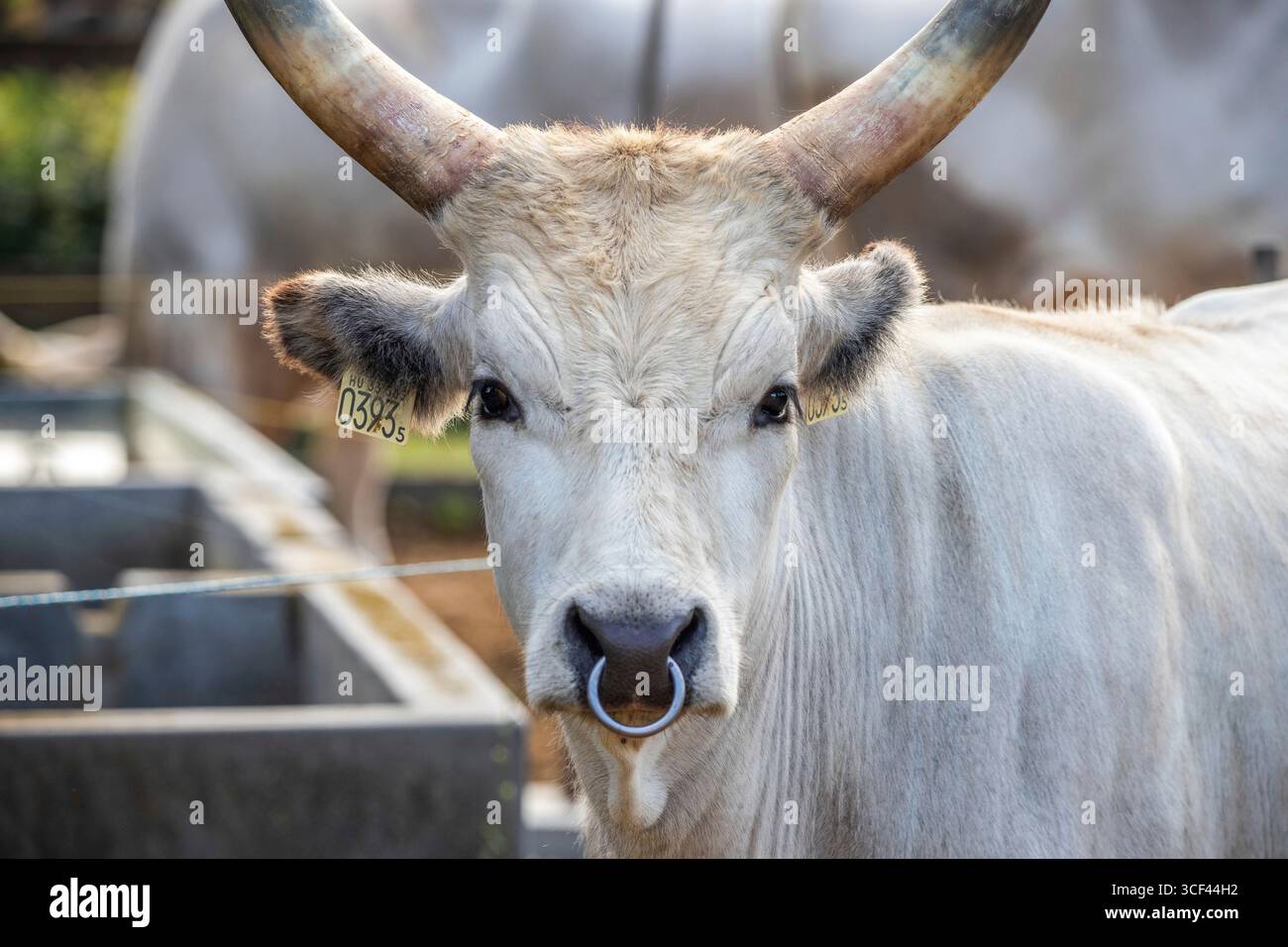 Bovini grigi, bovini da steppa ungheresi, Bos primigenius taurus su un pascolo di fattoria, grandi animali con corna lunghe sul lago Balaton, Ungheria Foto Stock