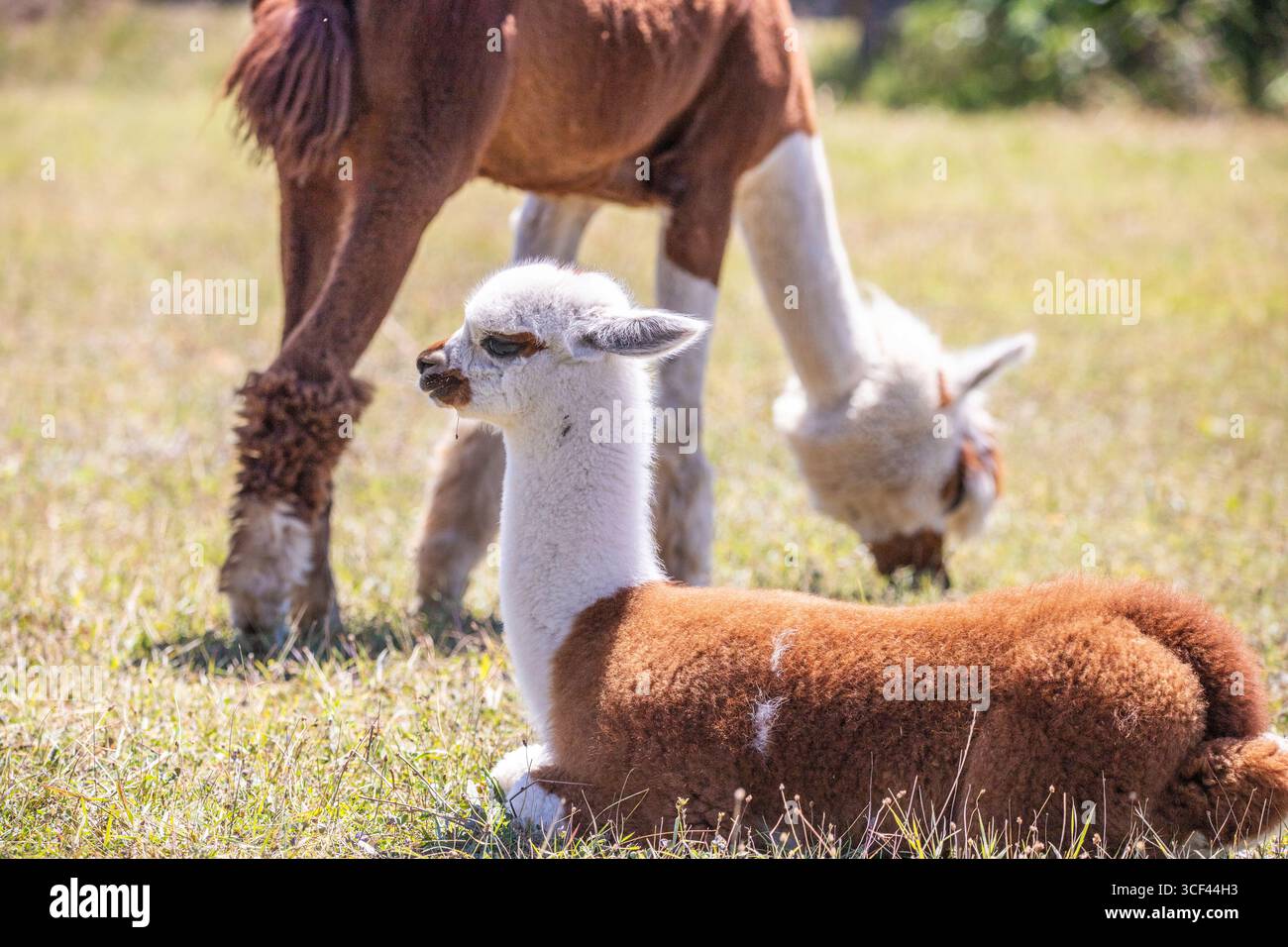 Un alpaca marrone e bianco su un prato nello zoo di Siofok, lago Balaton, Ungheria Foto Stock Un alpaca marrone e bianco su un prato nello zoo di Siofok, lago Balaton, Ungheria Foto Stock