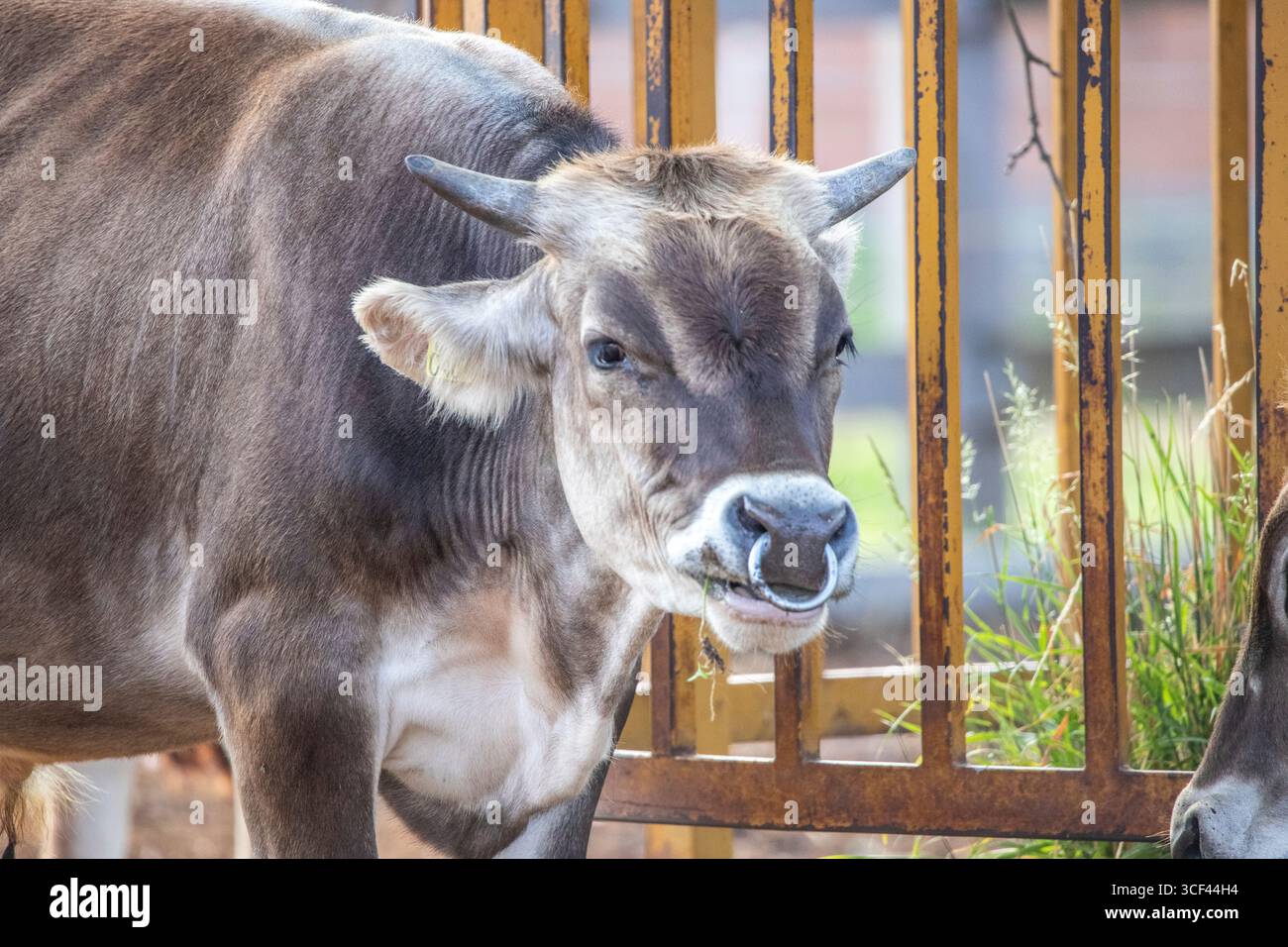 Bovini grigi, bovini da steppa ungheresi, Bos primigenius taurus su un pascolo di fattoria, grandi animali con corna lunghe sul lago Balaton, Ungheria Foto Stock