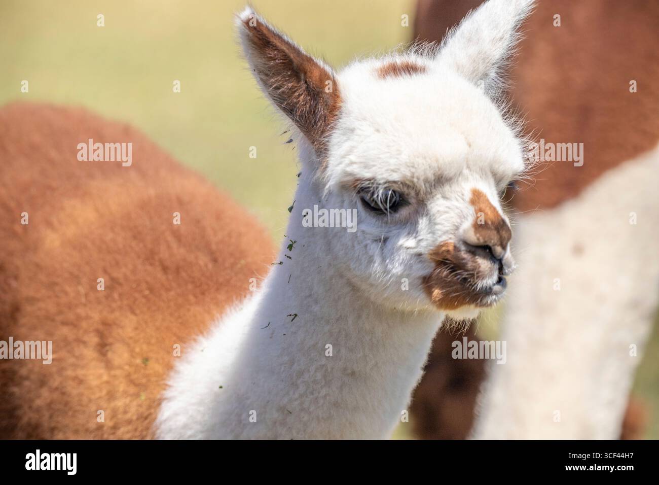 Un alpaca marrone e bianco su un prato nello zoo di Siofok, lago Balaton, Ungheria Foto Stock Un alpaca marrone e bianco su un prato nello zoo di Siofok, lago Balaton, Ungheria Foto Stock