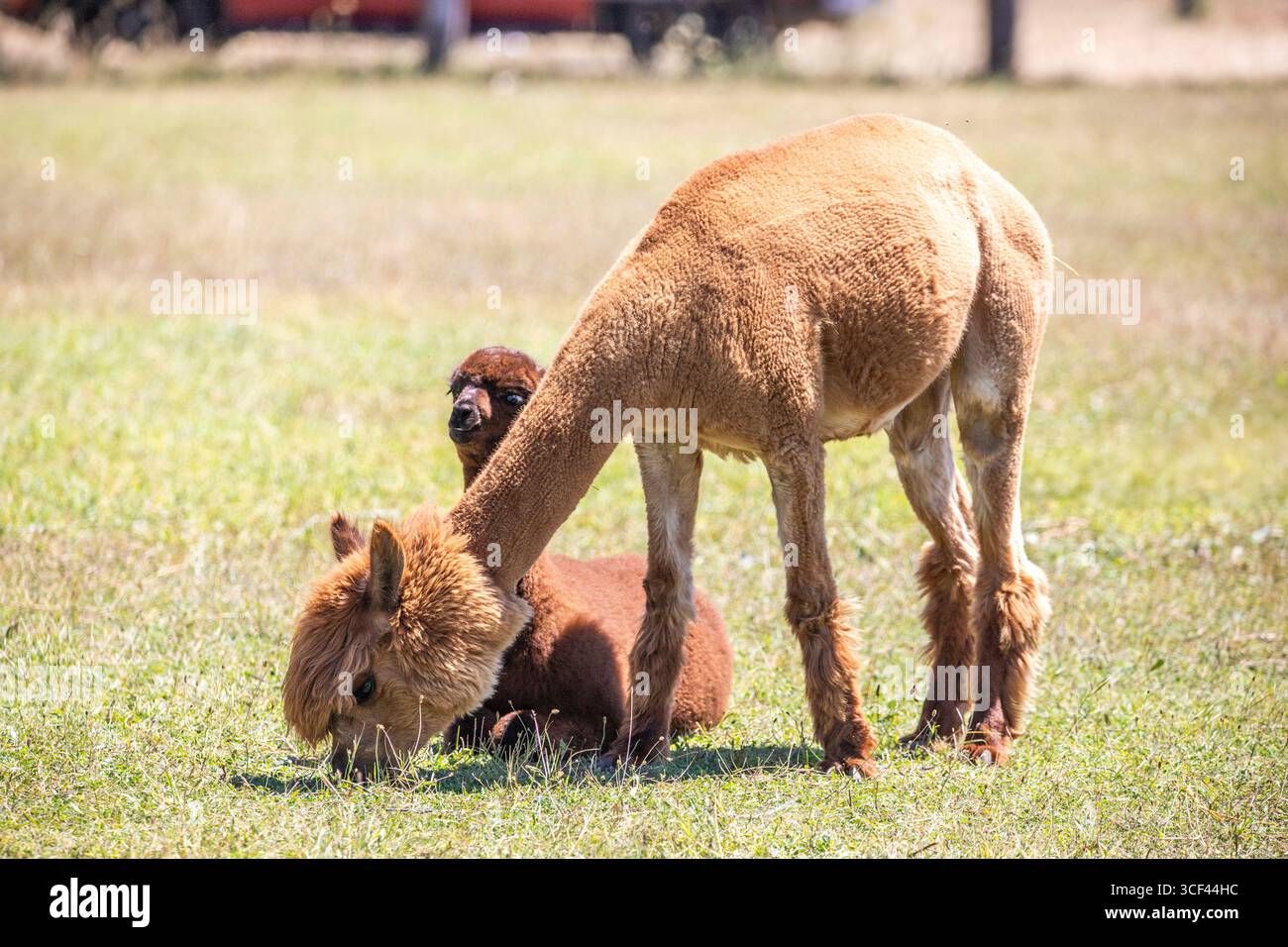 Un bambino di alpaca bruno con sua madre allo zoo di Siofok, lago Balaton, Ungheria Foto Stock Un bambino di alpaca bruno con sua madre allo zoo di Siofok, lago Balaton, Ungheria Foto Stock