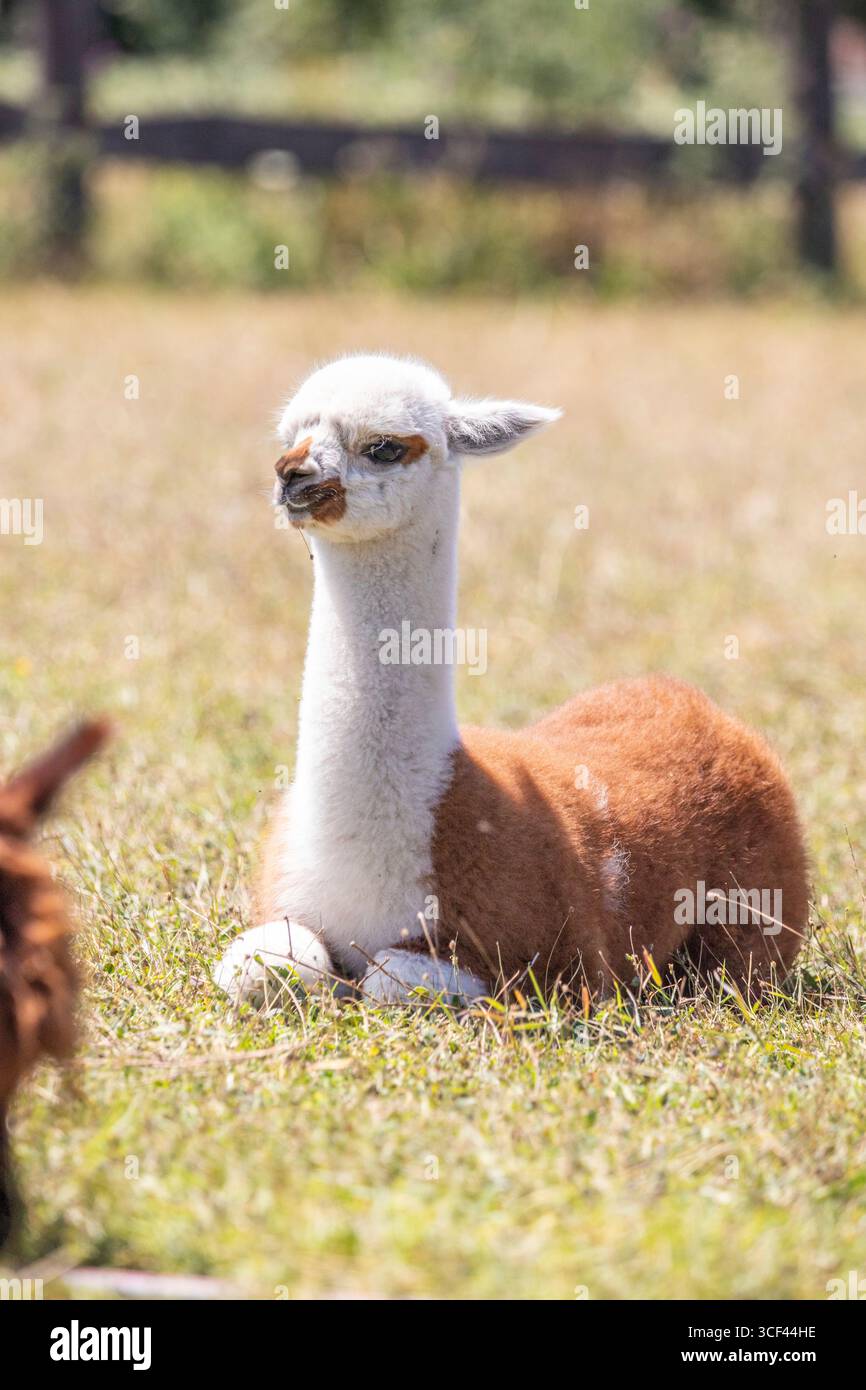 Un alpaca marrone e bianco su un prato nello zoo di Siofok, lago Balaton, Ungheria Foto Stock Un alpaca marrone e bianco su un prato nello zoo di Siofok, lago Balaton, Ungheria Foto Stock