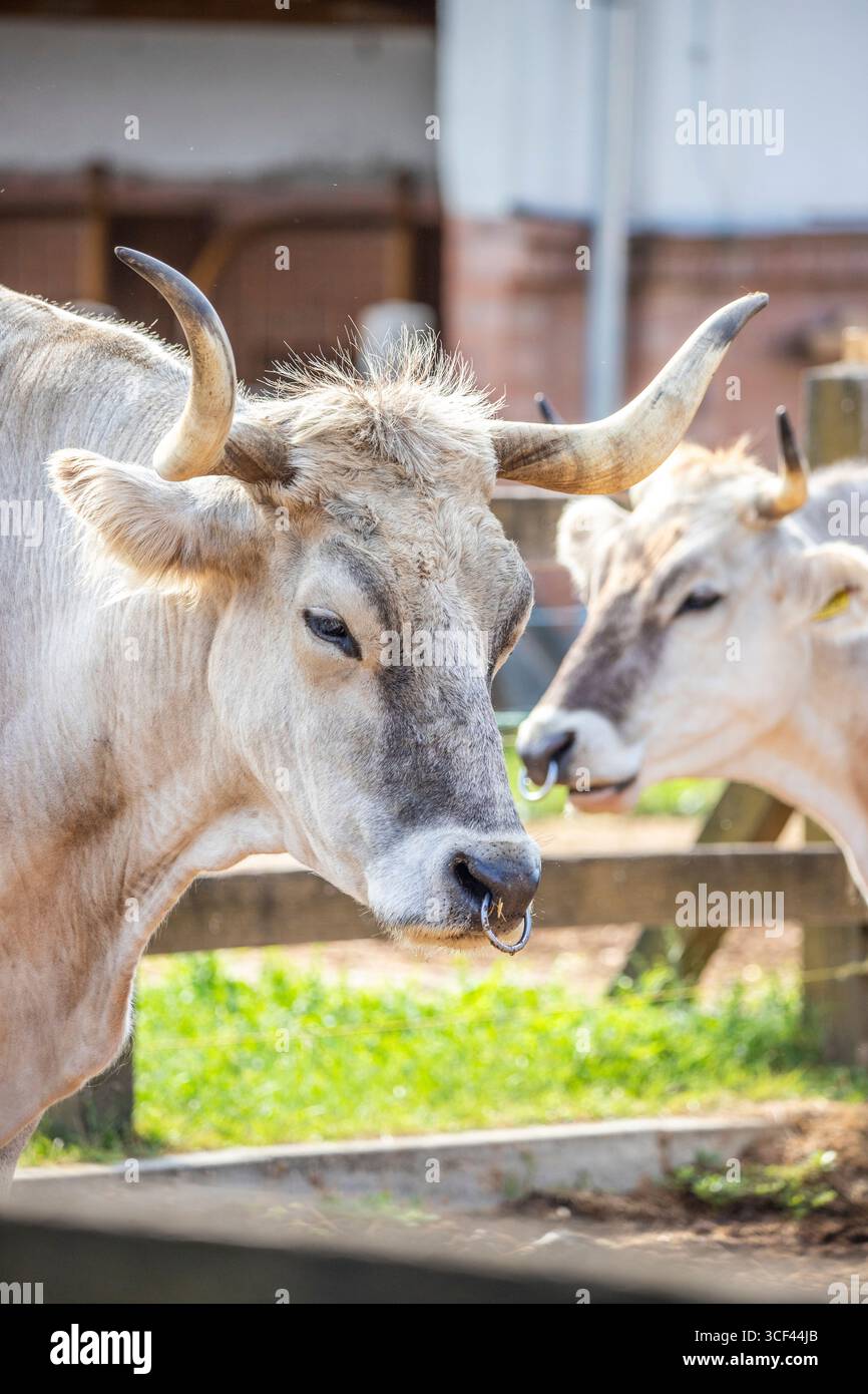 Bovini grigi, bovini da steppa ungheresi, Bos primigenius taurus su un pascolo di fattoria, grandi animali con corna lunghe sul lago Balaton, Ungheria Foto Stock