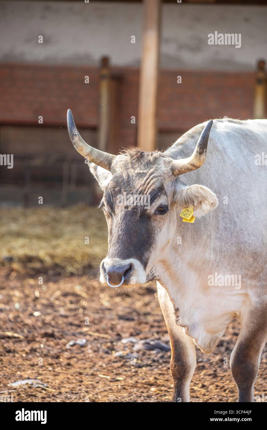 Bovini grigi, bovini da steppa ungheresi, Bos primigenius taurus su un pascolo di fattoria, grandi animali con corna lunghe sul lago Balaton, Ungheria Foto Stock
