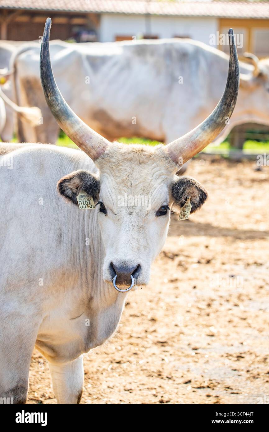 Bovini grigi, bovini da steppa ungheresi, Bos primigenius taurus su un pascolo di fattoria, grandi animali con corna lunghe sul lago Balaton, Ungheria Foto Stock