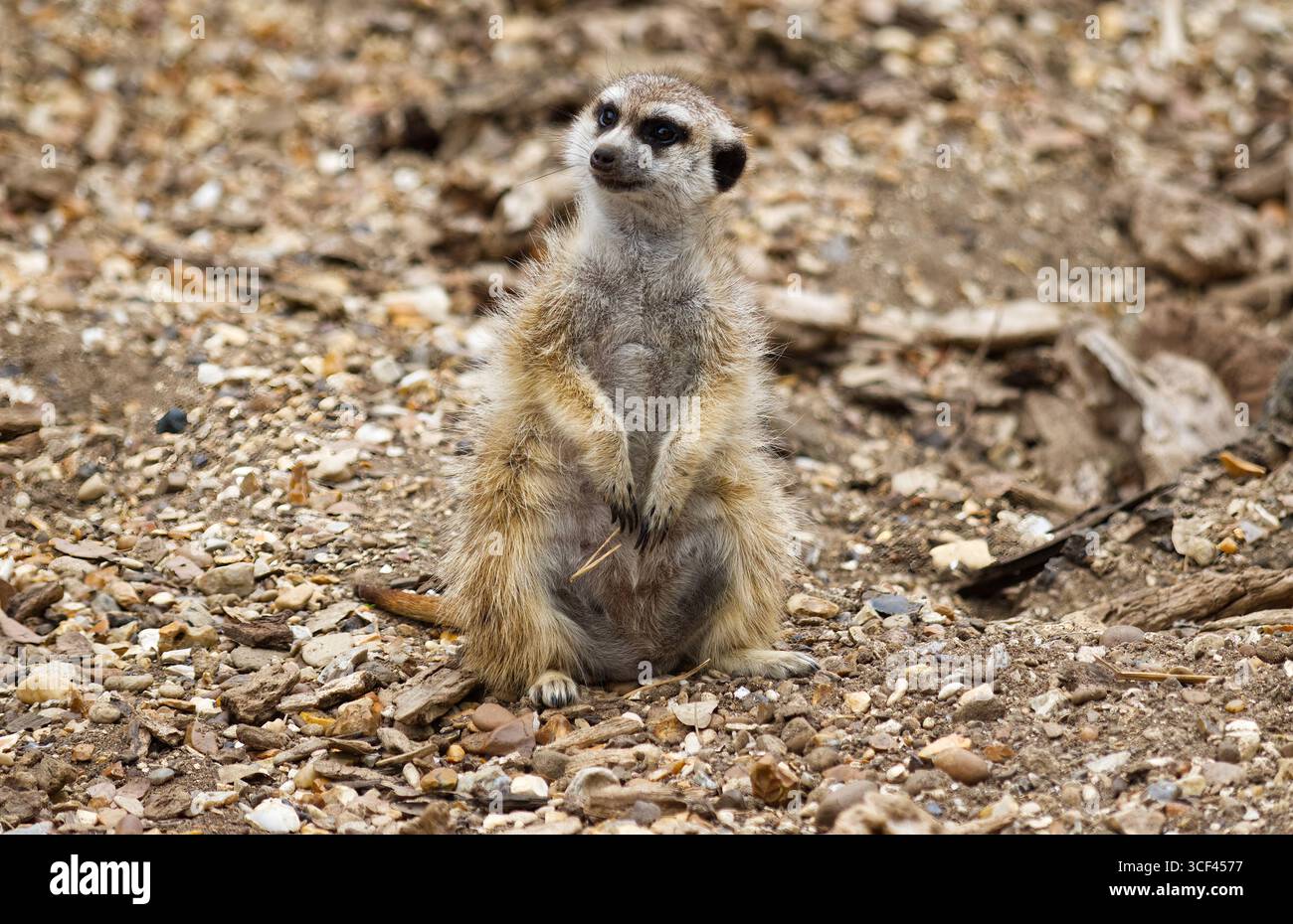 Lone Meerkat Foto Stock