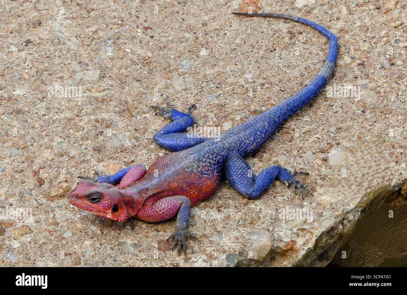 Agame Mwanzae Agame blu acciaio, geco africano su un terreno di pietra a Masai Mara, Kenya Foto Stock