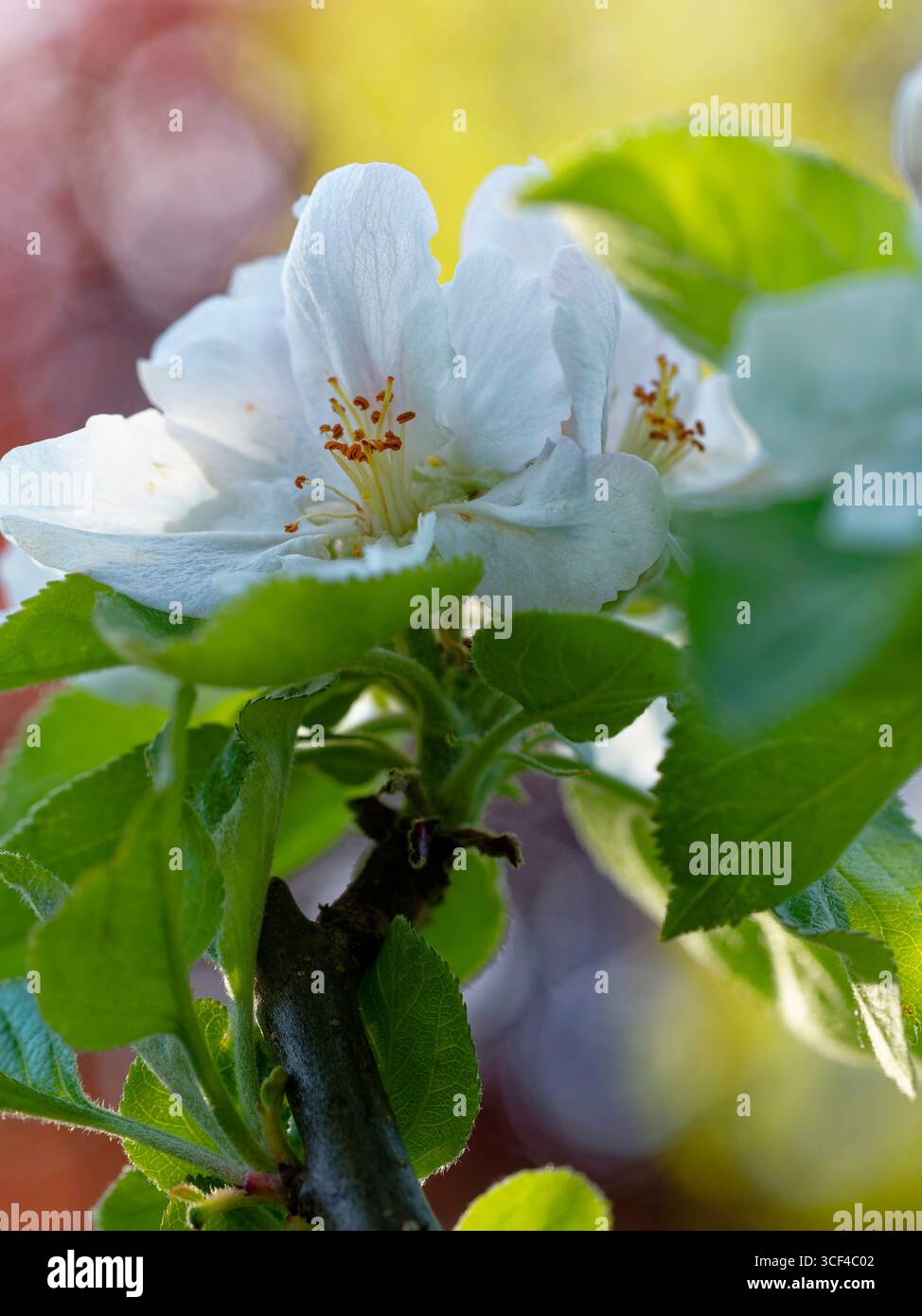 Apple blossoms, close-up Foto Stock