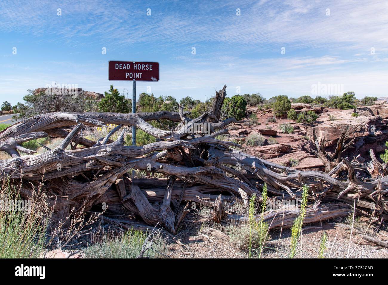 Rami e pennelli per recinzione di Dead Horse Point secondo la leggenda usata dai cowboy per corral Wild mustang, dove i cavalli spesso morivano di esposizione nel CA Foto Stock