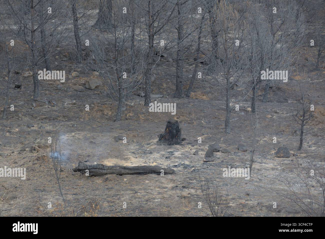 La foresta di pinete vicino a Las Navas del Marqués, nella provincia di Ávila, dopo un grande incendio. Foto Stock