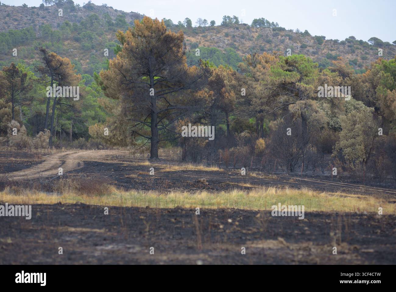 La foresta di pinete vicino a Las Navas del Marqués, nella provincia di Ávila, dopo un grande incendio. Foto Stock
