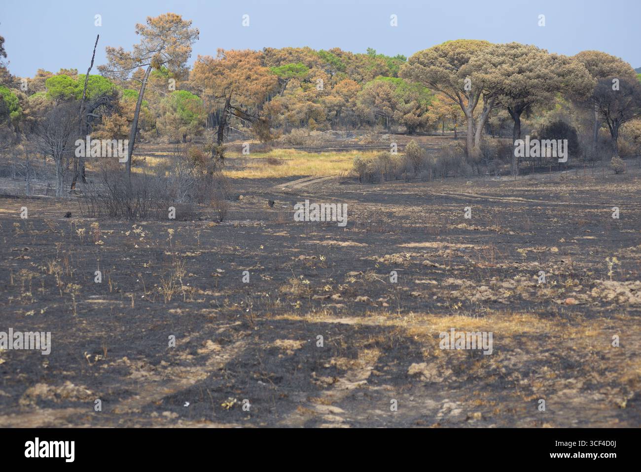 La foresta di pinete vicino a Las Navas del Marqués, nella provincia di Ávila, dopo un grande incendio. Foto Stock