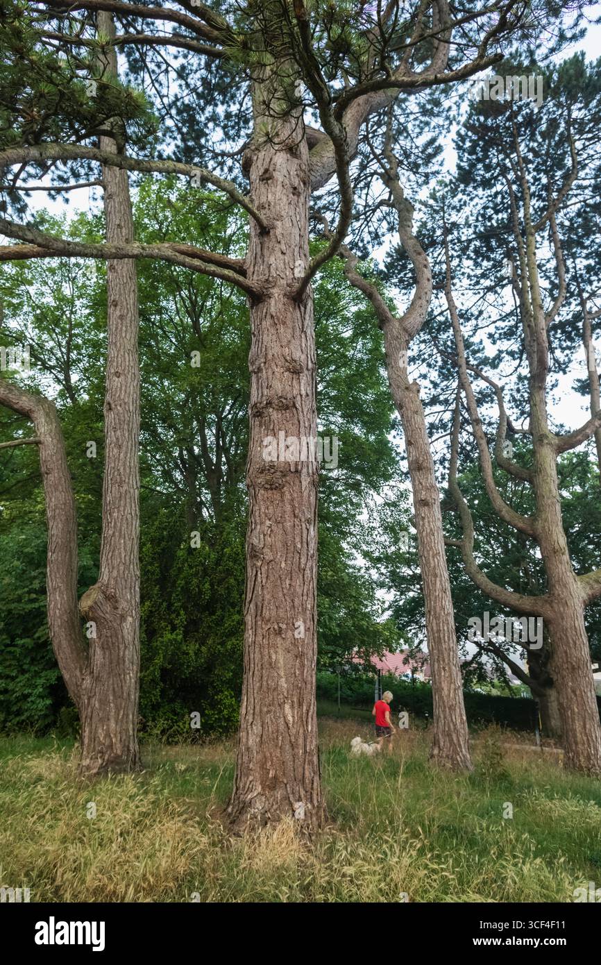 Inghilterra, Somerset, Bath, Alexandra Park Foto Stock