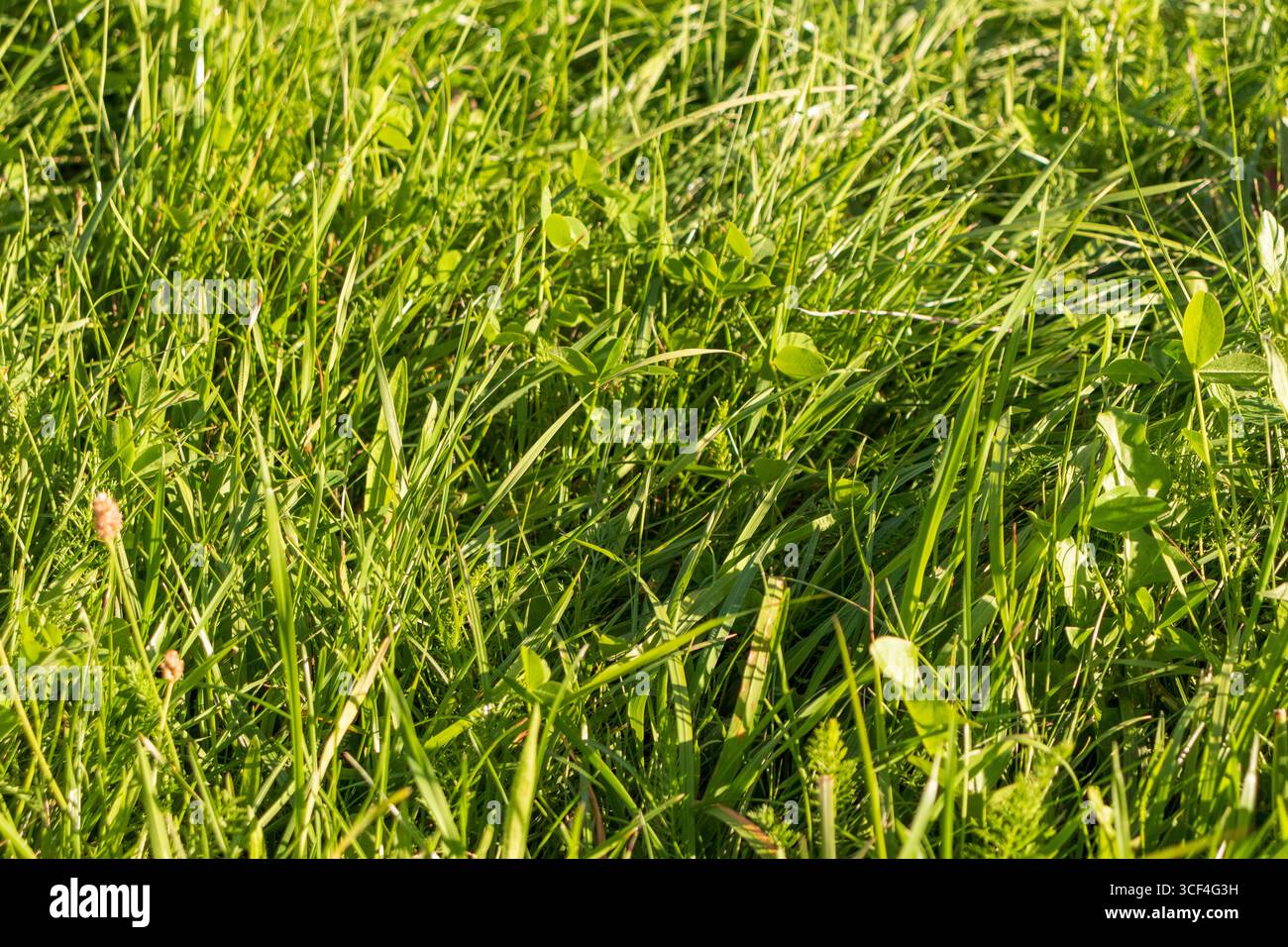 Primo piano dell'erba verde Foto Stock
