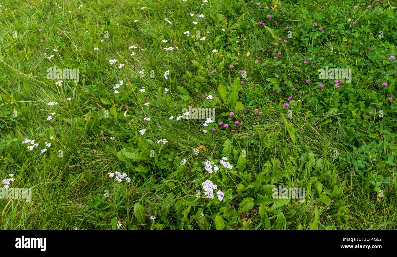 Primo piano dell'erba verde e dei fiori selvatici Foto Stock