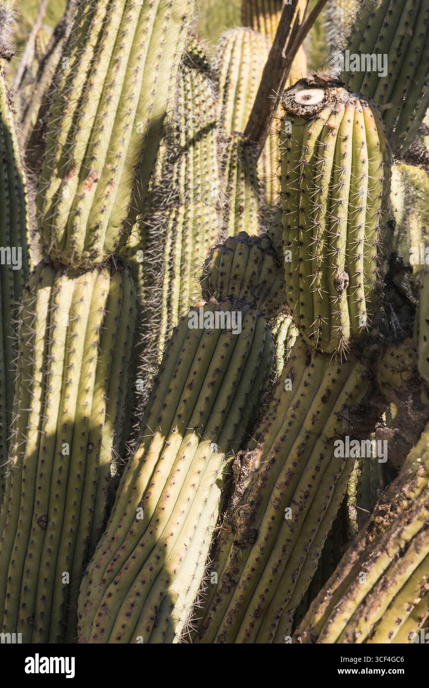 Cactus a canne d'organo (Stenocereus thurberi) . GRANDI GRUPPI DI CACTUS DI COLONNE A STELO ALTO. SI TROVA NELLA MACCHIA DESESESRT AL DI SOTTO DI 2.000 PIEDI SU CRESTE E ROCKY HILLS Foto Stock