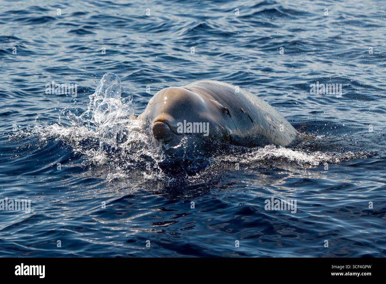 parassita del verme della pennella su una balena ziphius cavirostris cuvier che respira sulla superficie del mare Foto Stock