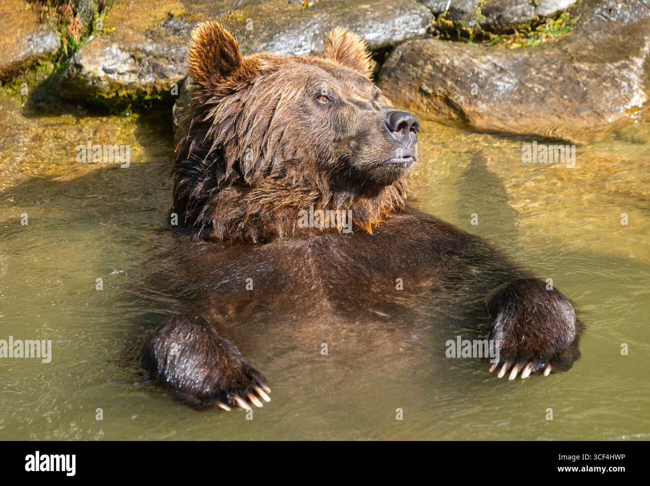 Orso bruno eurasiatico (Ursus arctos arctos) in acqua, Austria, Europa Foto Stock