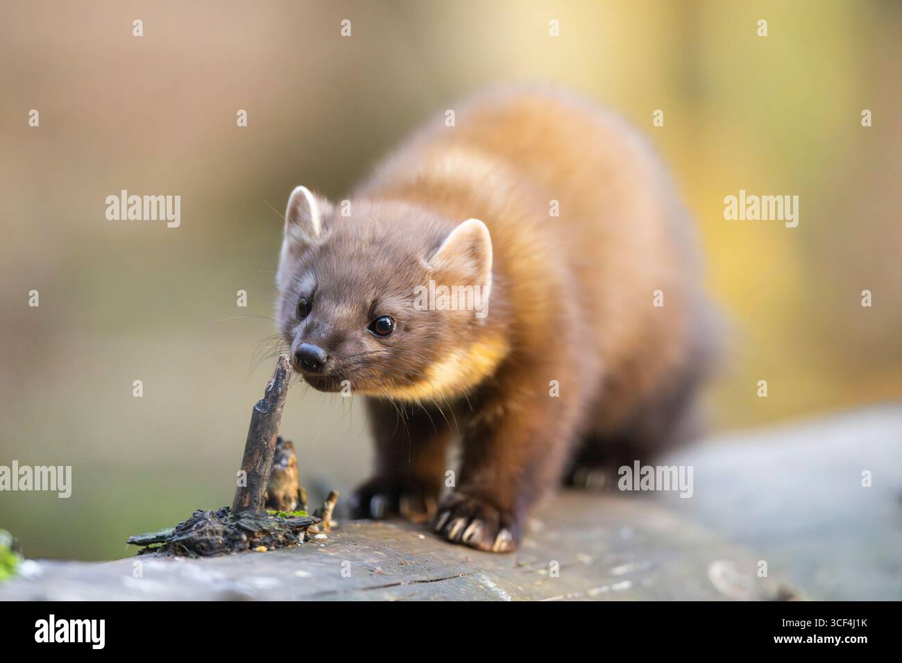 Martora di pino europea (Martes martes) in una foresta in autunno, Baviera, Germania, Europa Foto Stock