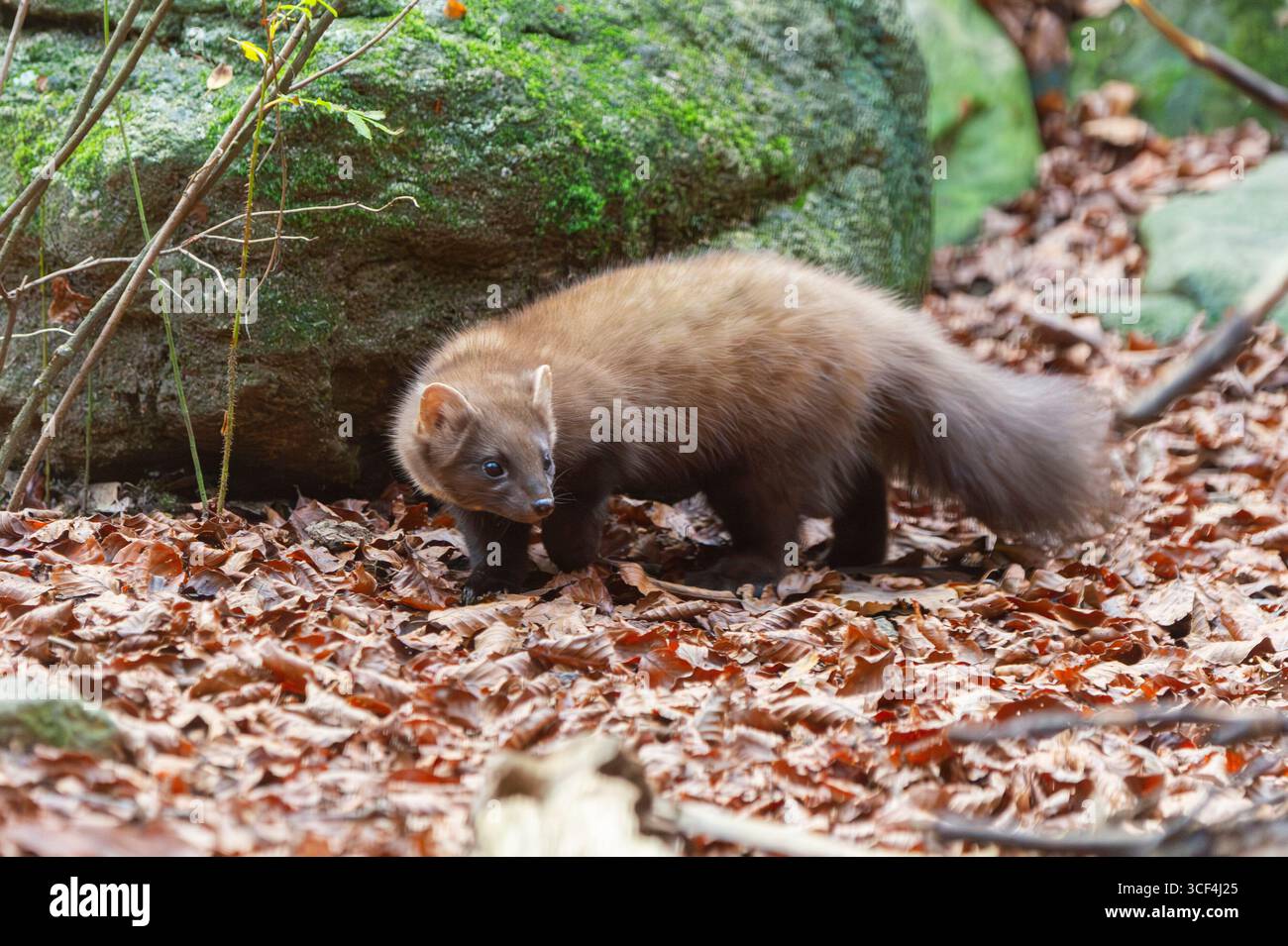 Martora di pino europea (Martes martes) in una foresta in autunno, Baviera, Germania, Europa Foto Stock