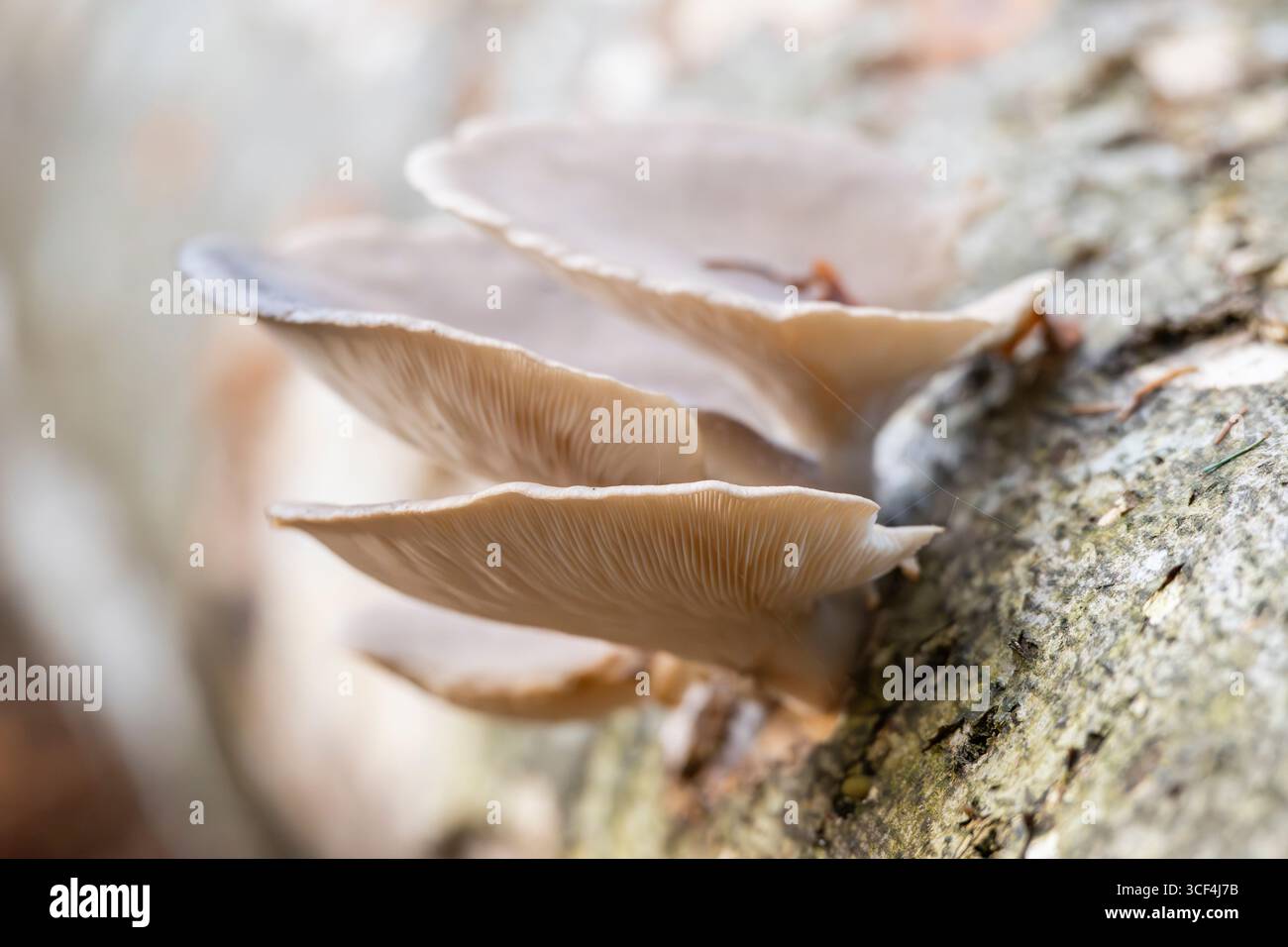 Fungo di ostrica (Pleurotus ostreatus) che coltiva un tronco di faggio europeo (Fagus sylvatica) in una foresta in autunno, Baviera, Germania, Europa Foto Stock