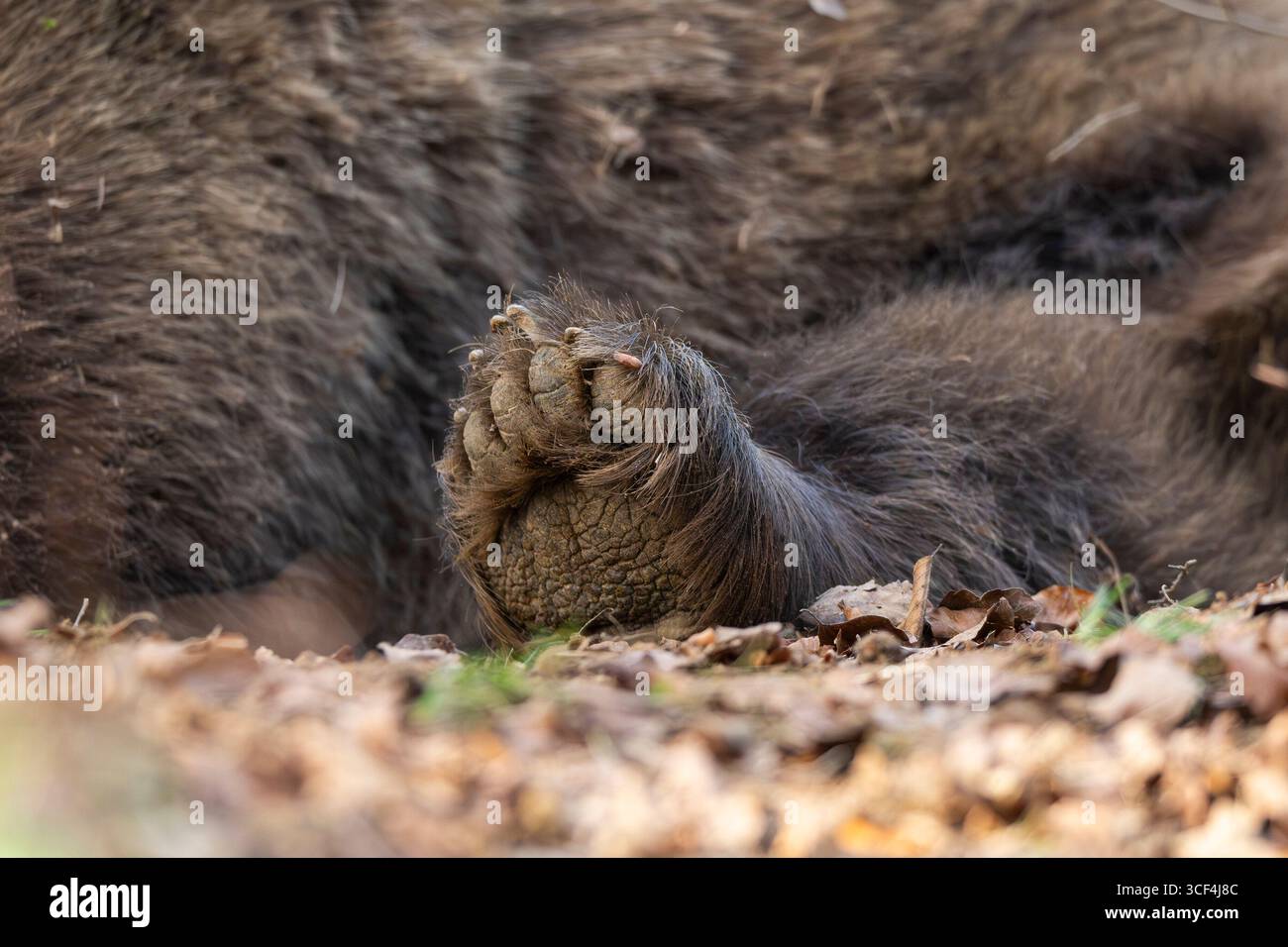 Zampa dell'Orso bruno eurasiatico (Ursus arctos arctos), dettaglio, Baviera, Germania, Europa Foto Stock