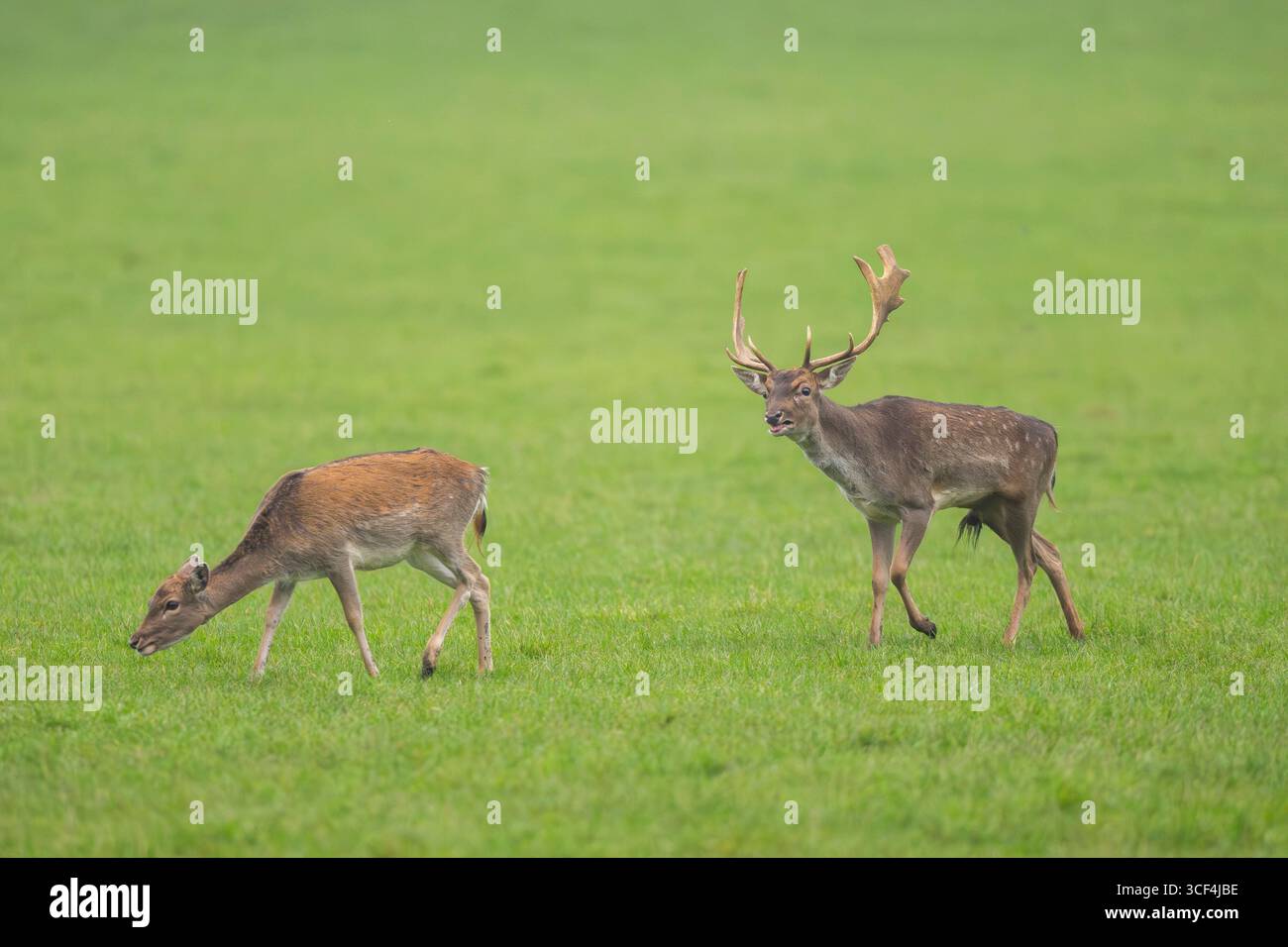 Il cervo greggio europeo (dama dama) si fa scopare con il suo branco durante la stagione di taglio su un prato in autunno, Baviera, Germania, Europa Foto Stock