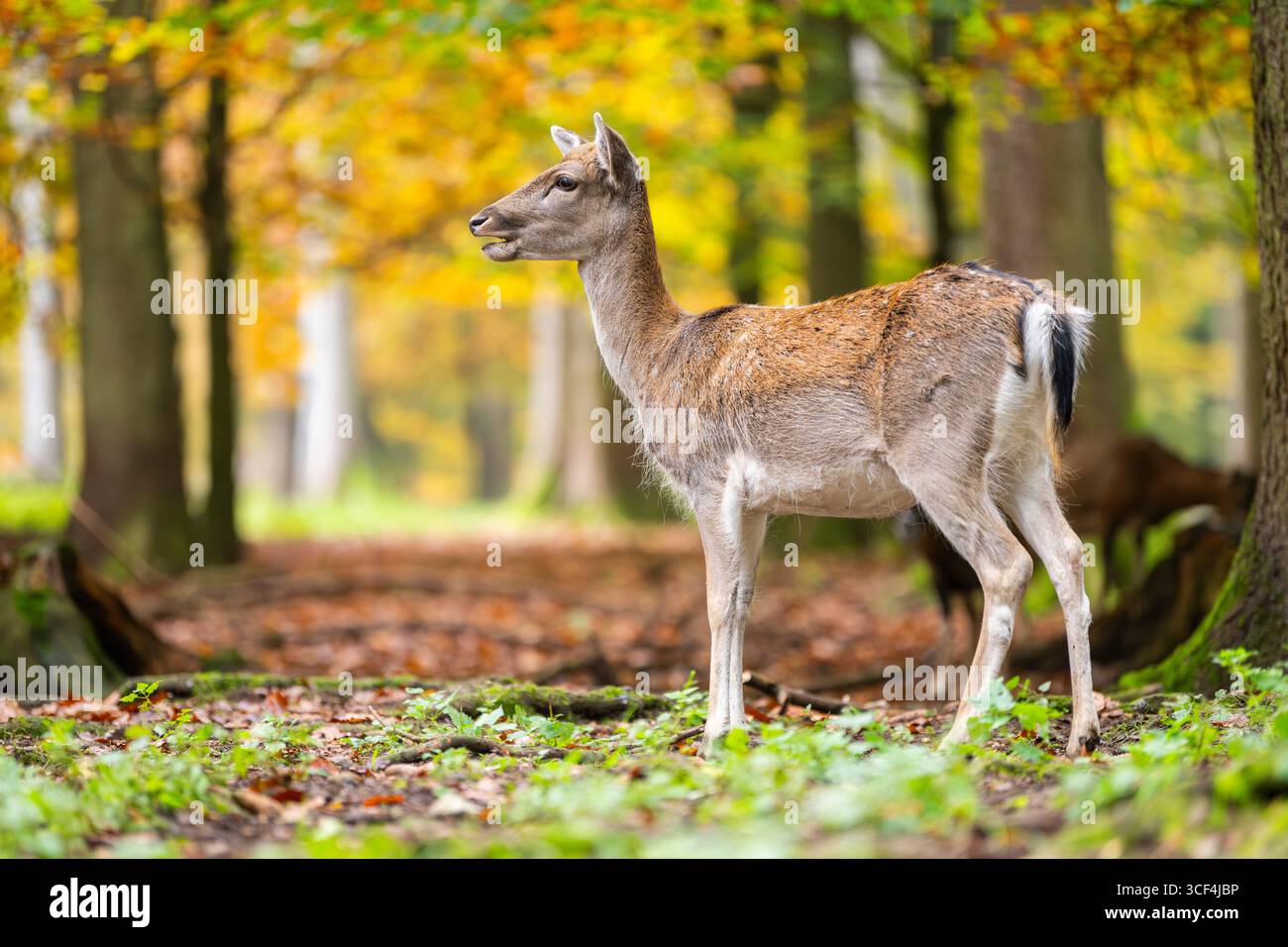 Il cervo europeo (dama dama) si trova in una foresta in una giornata nebbiosa in autunno, in Baviera, Germania, Europa Foto Stock