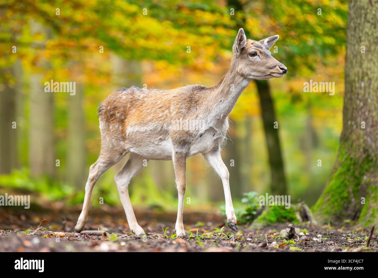 Il cervo europeo (dama dama) cammina in una foresta in una giornata nebbiosa in autunno, in Baviera, Germania, Europa Foto Stock