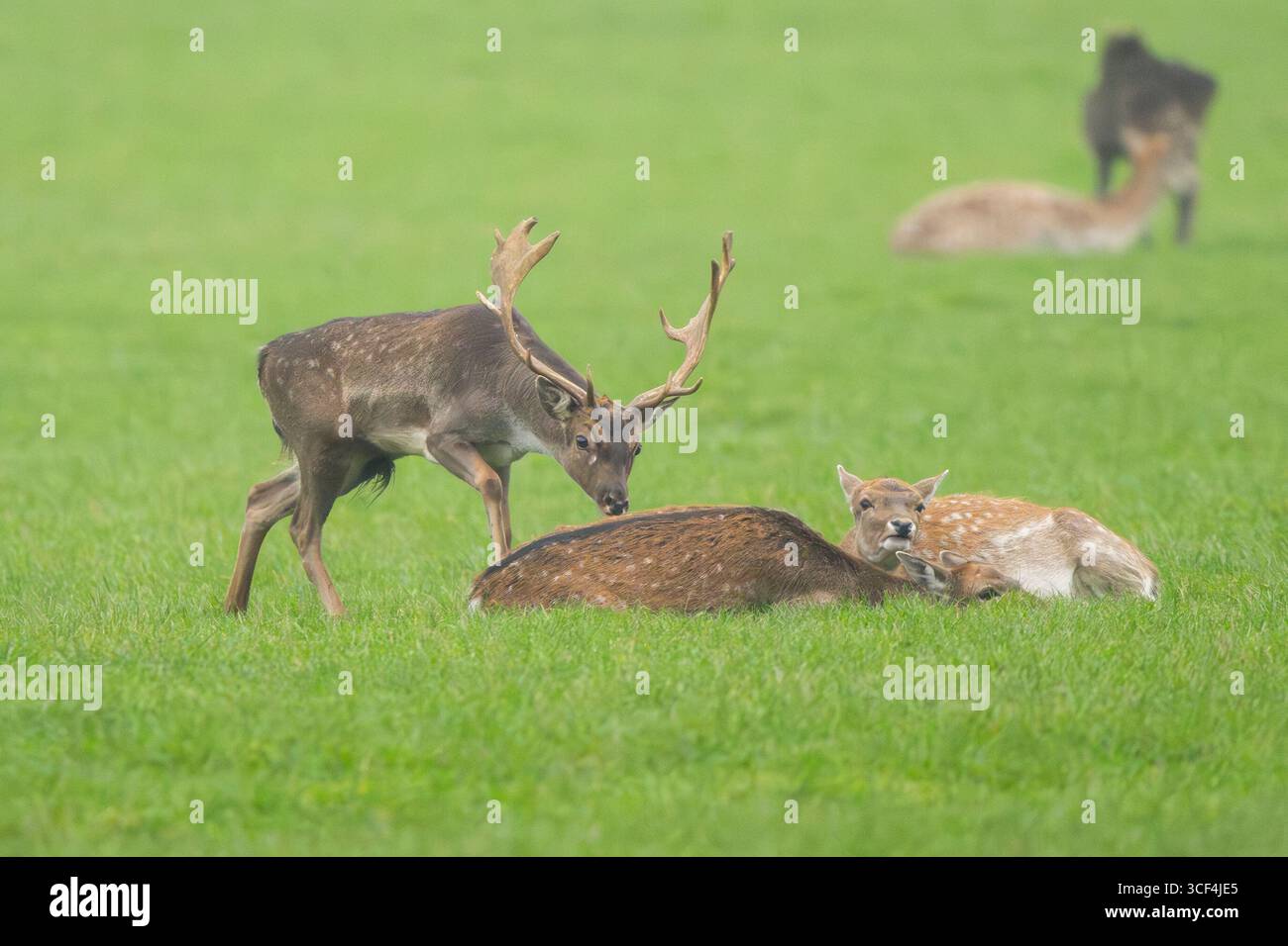 Il cervo greggio europeo (dama dama) si fa scopare con il suo branco durante la stagione di taglio su un prato in autunno, Baviera, Germania, Europa Foto Stock
