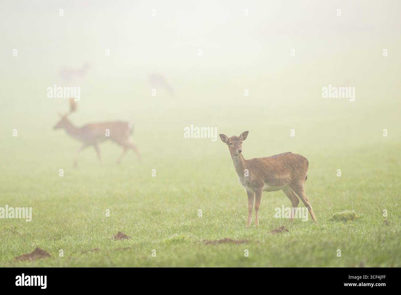 Il cervo europeo (dama dama) si trova su un prato in una giornata nebbiosa in autunno, in Baviera, Germania, Europa Foto Stock