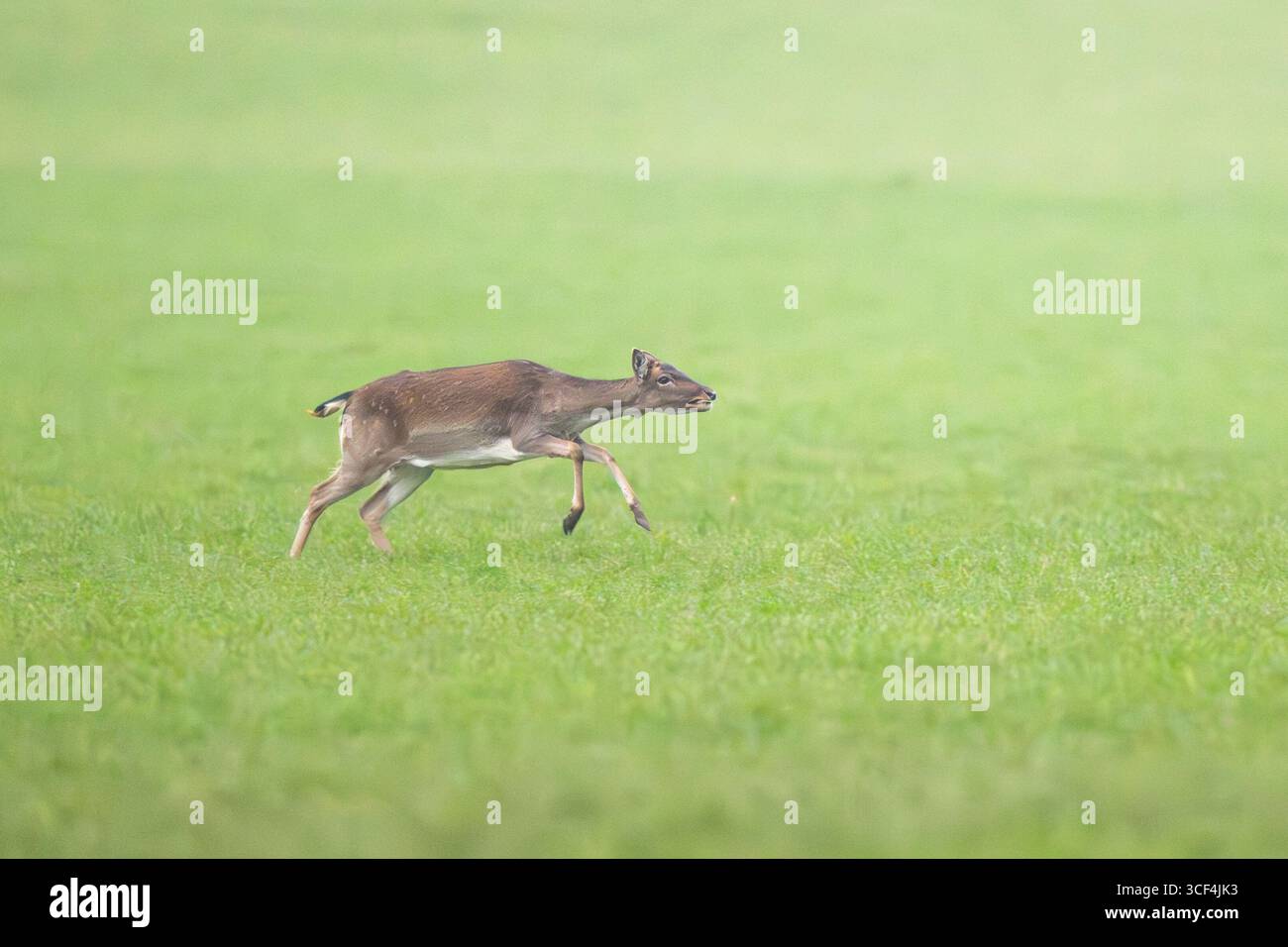 Il cervo a riposo europeo (dama dama) corre su un prato in autunno, Baviera, Germania, Europa Foto Stock